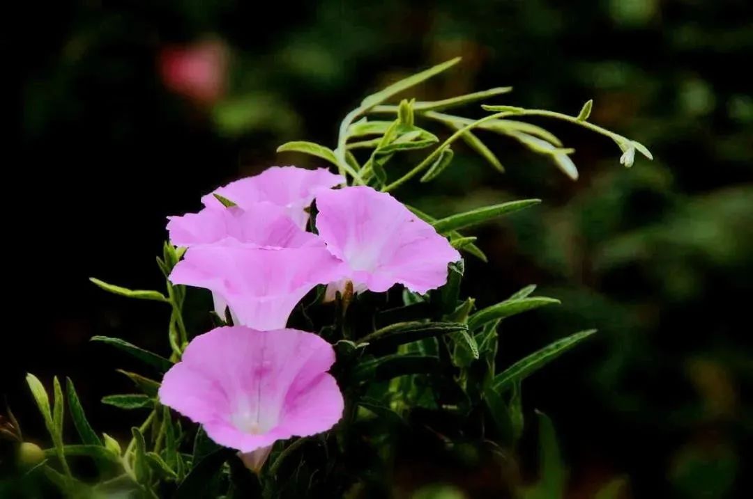 福音面前不需要论资排辈