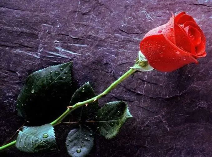 从安息到伊甸——属天生命的奥秘